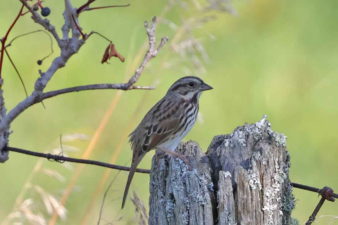 Song Sparrow - ML643040531
