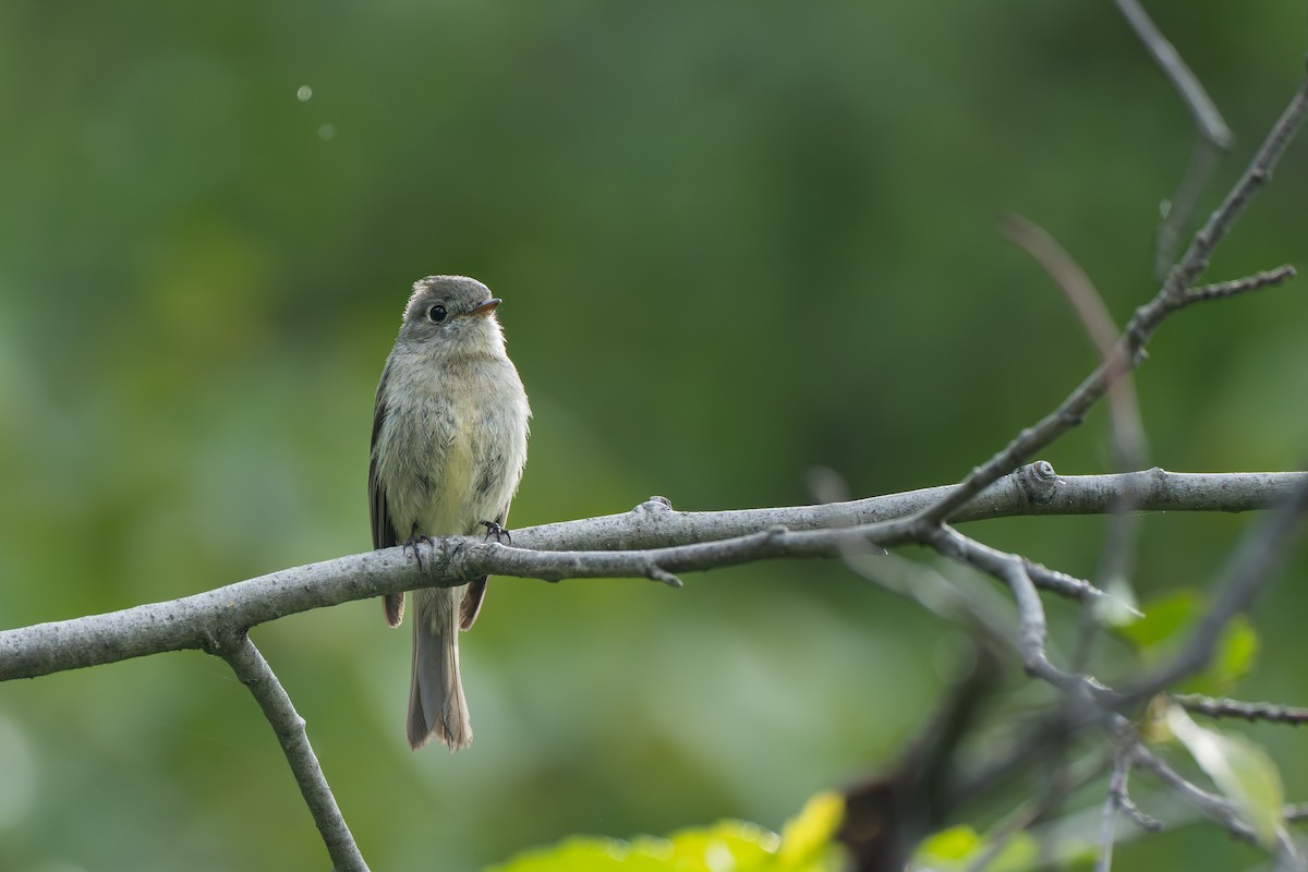Hammond's Flycatcher - ML643040533