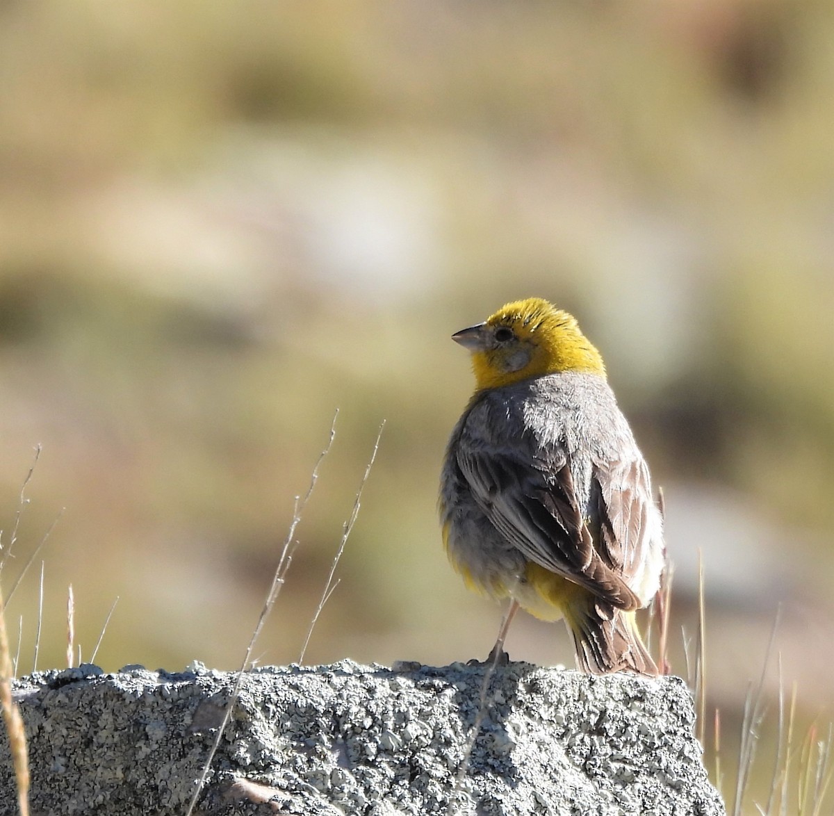 Bright-rumped Yellow-Finch - ML643040567