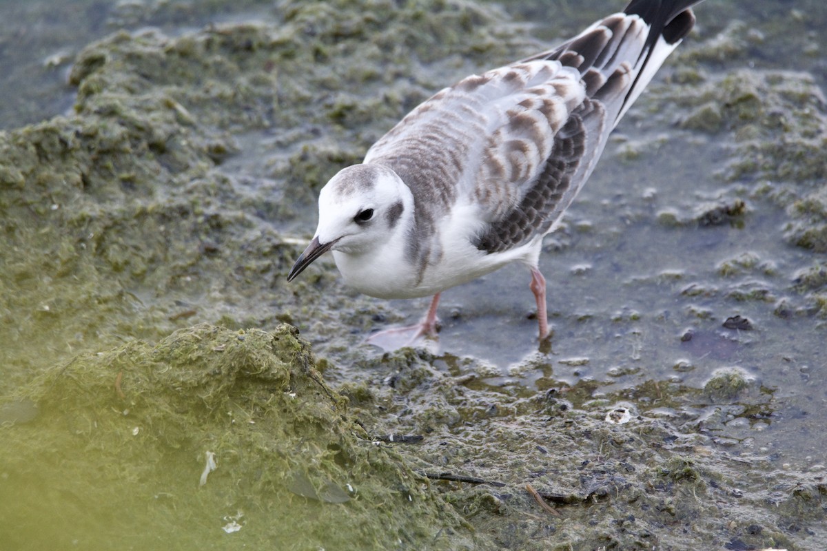 Bonaparte's Gull - ML643040570
