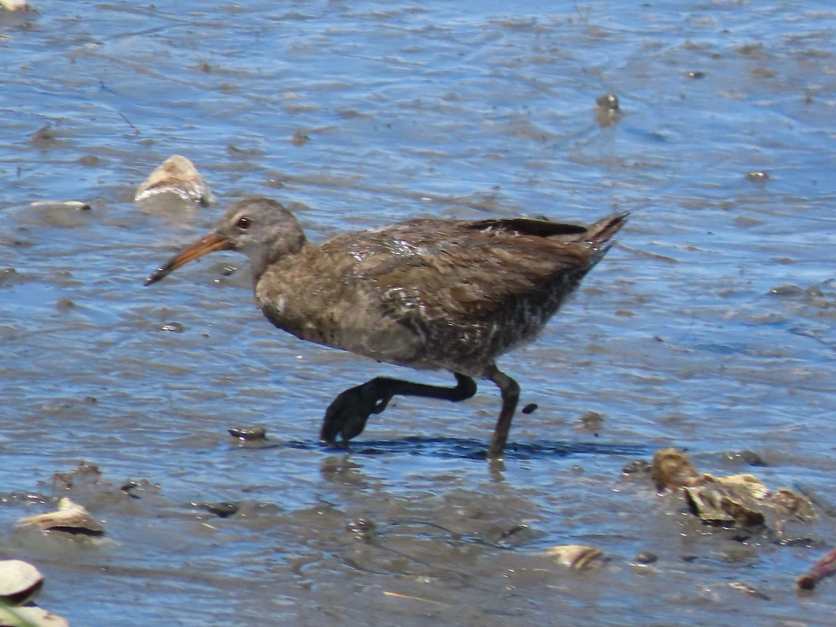 Clapper Rail (Atlantic Coast) - ML643040574