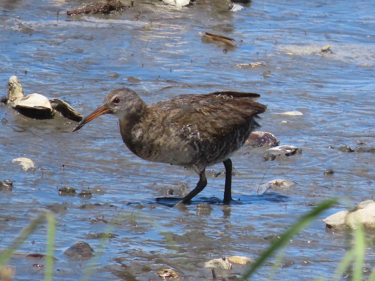 Clapper Rail (Atlantic Coast) - ML643040575