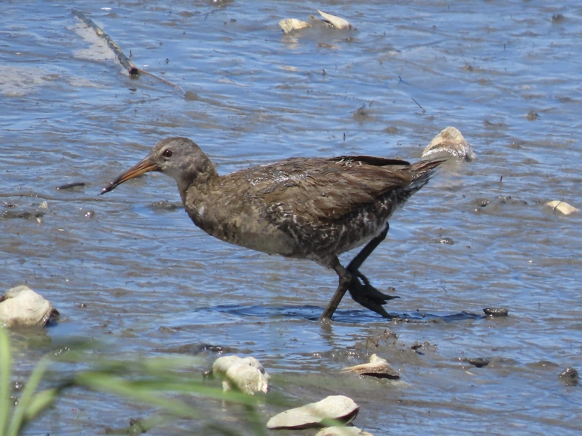 Clapper Rail (Atlantic Coast) - ML643040576