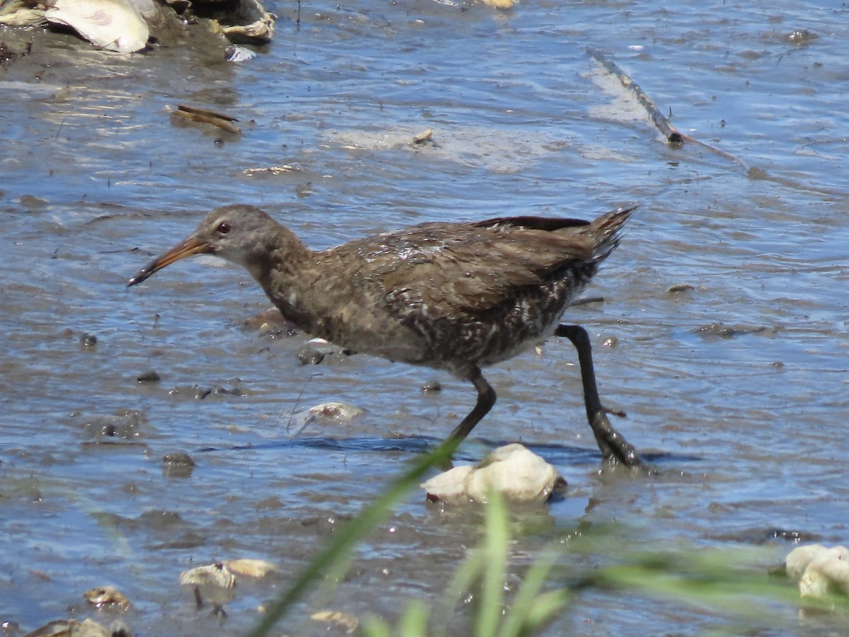 Clapper Rail (Atlantic Coast) - ML643040578