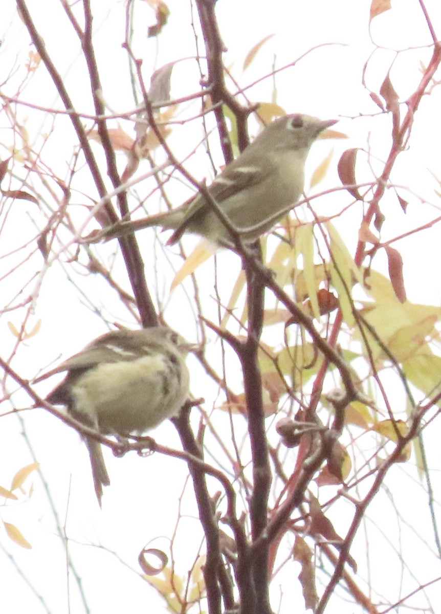 Hutton's Vireo - ML643040594
