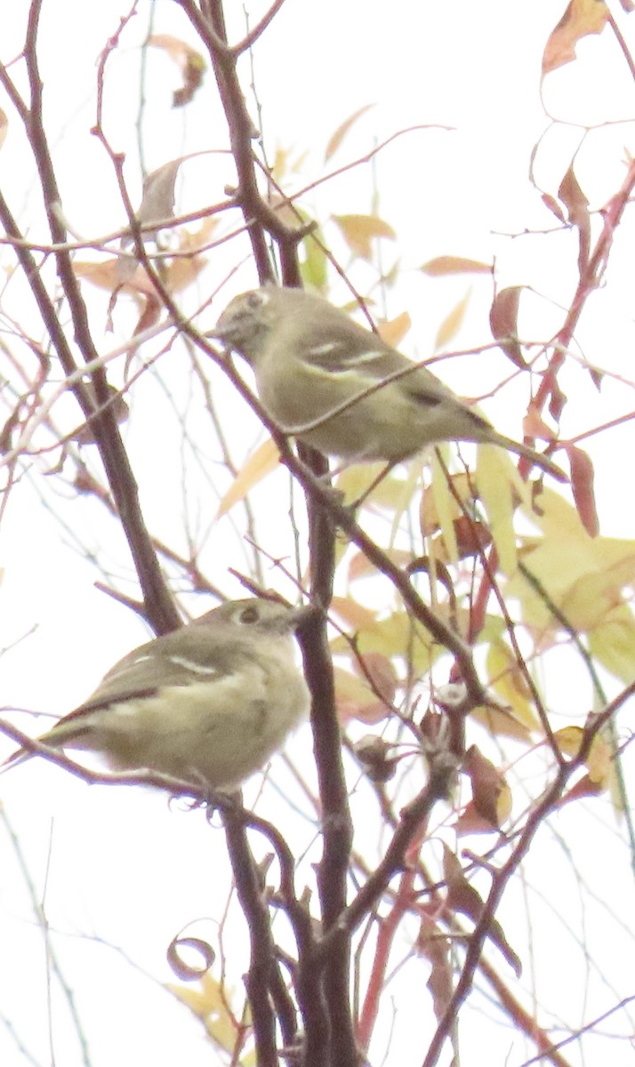 Hutton's Vireo - ML643040595