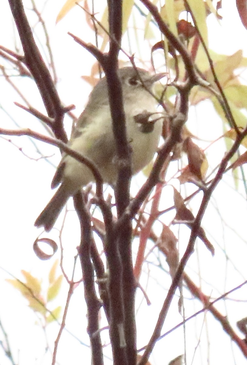 Hutton's Vireo - ML643040596