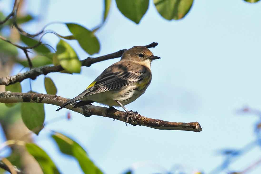 Yellow-rumped Warbler - ML643040597