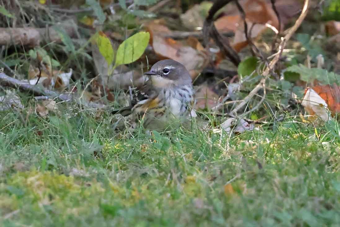 Yellow-rumped Warbler - ML643040598