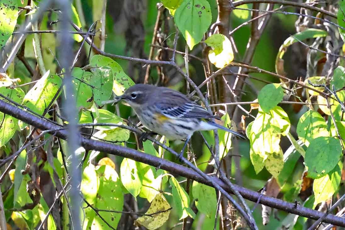 Yellow-rumped Warbler - ML643040599