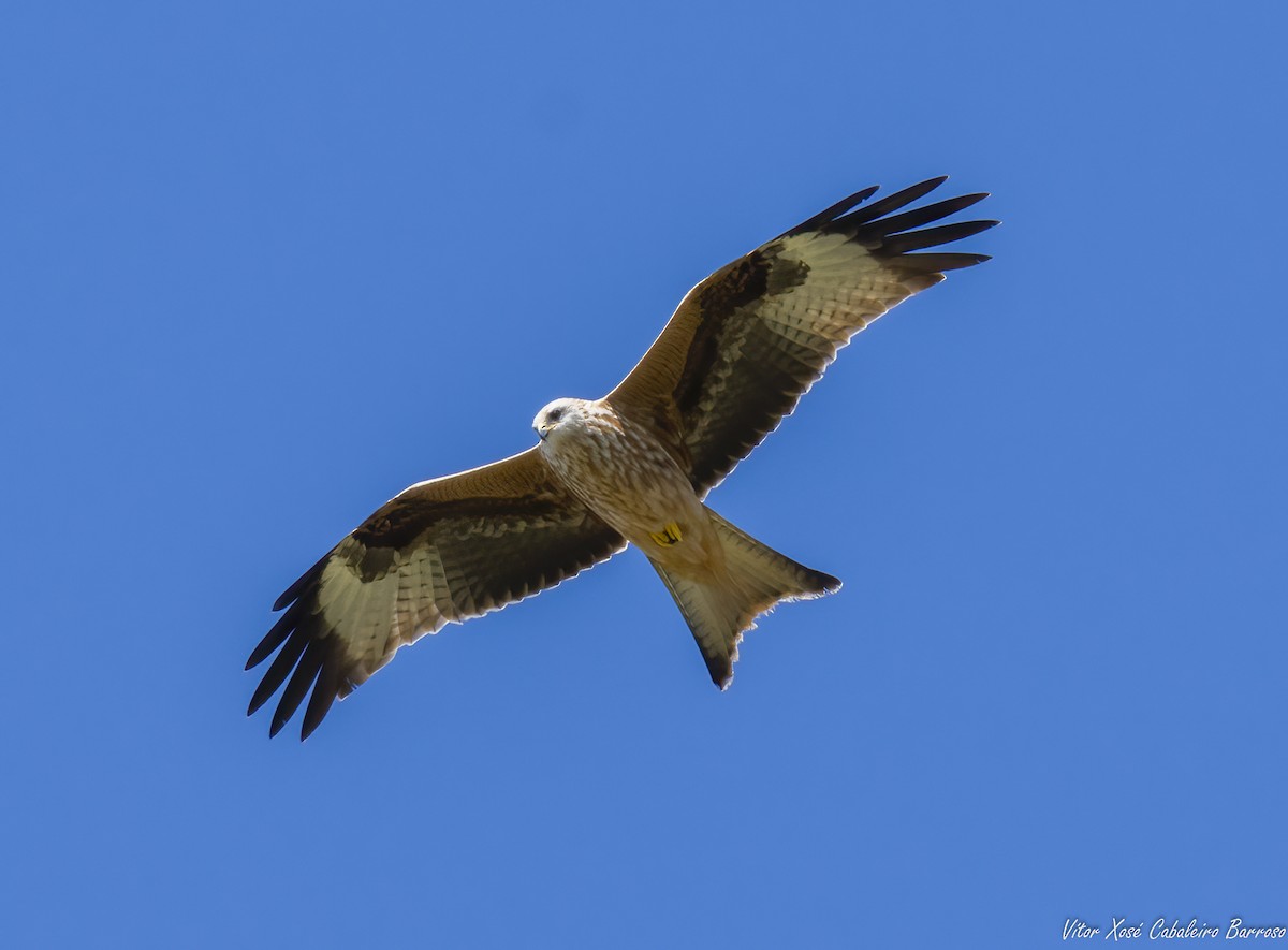 Red Kite - ML643040631