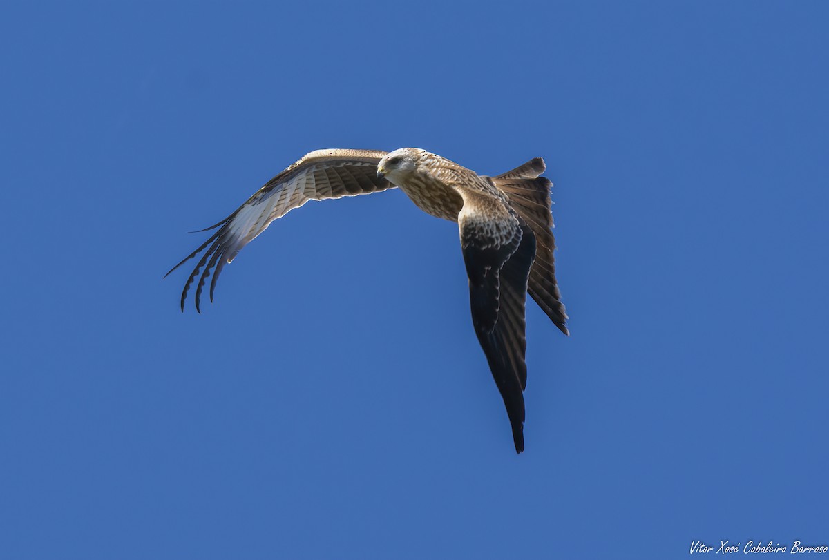Red Kite - ML643040634