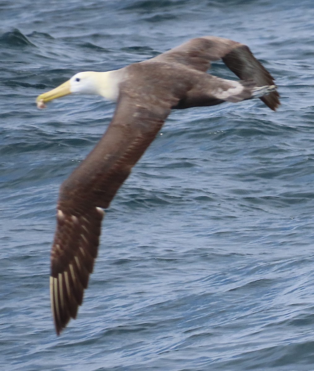 Waved Albatross - ML643040665