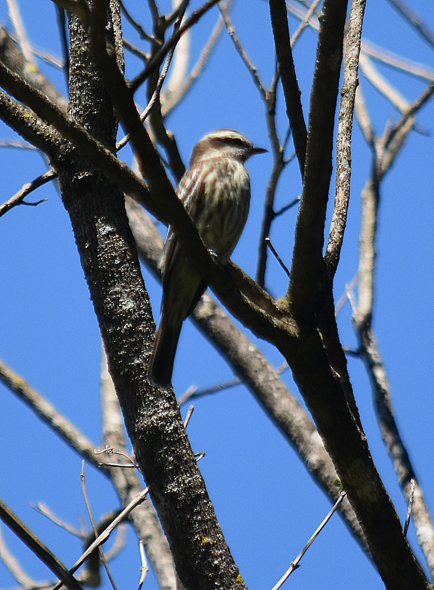 Variegated Flycatcher - ML643040700