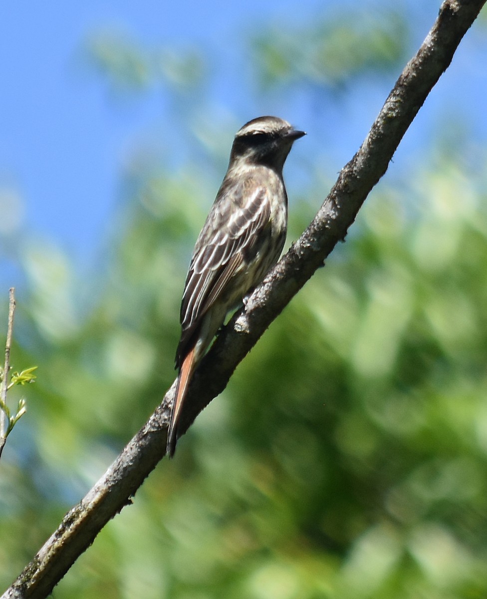 Variegated Flycatcher - ML643040701