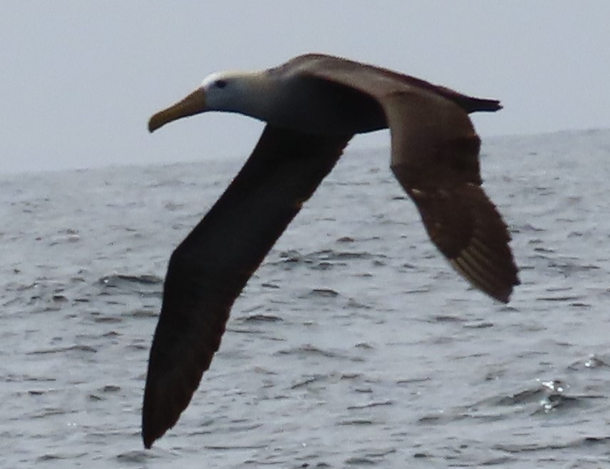 Waved Albatross - ML643040717