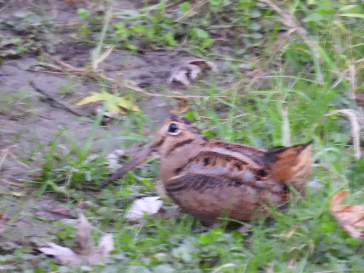 American Woodcock - ML643040739