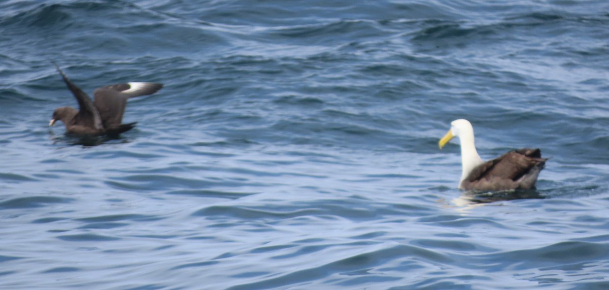 South Polar Skua - ML643040740