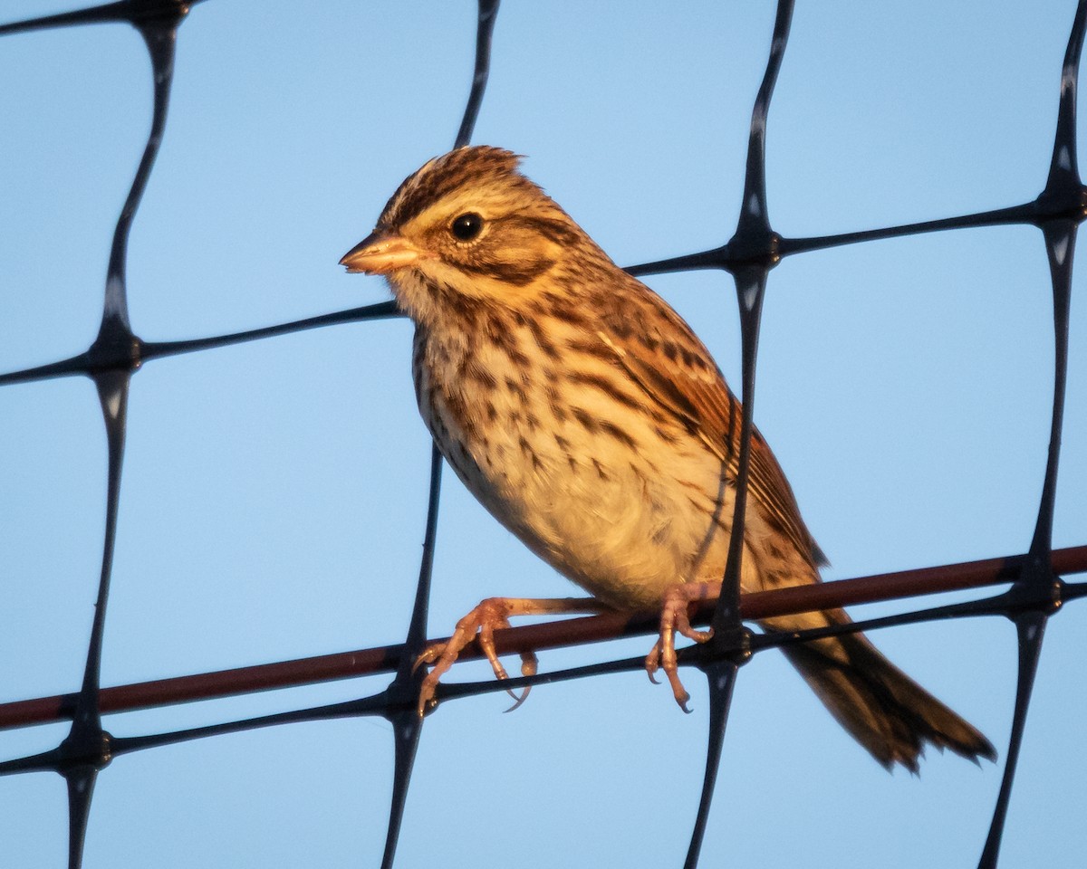 Savannah Sparrow - ML643040809