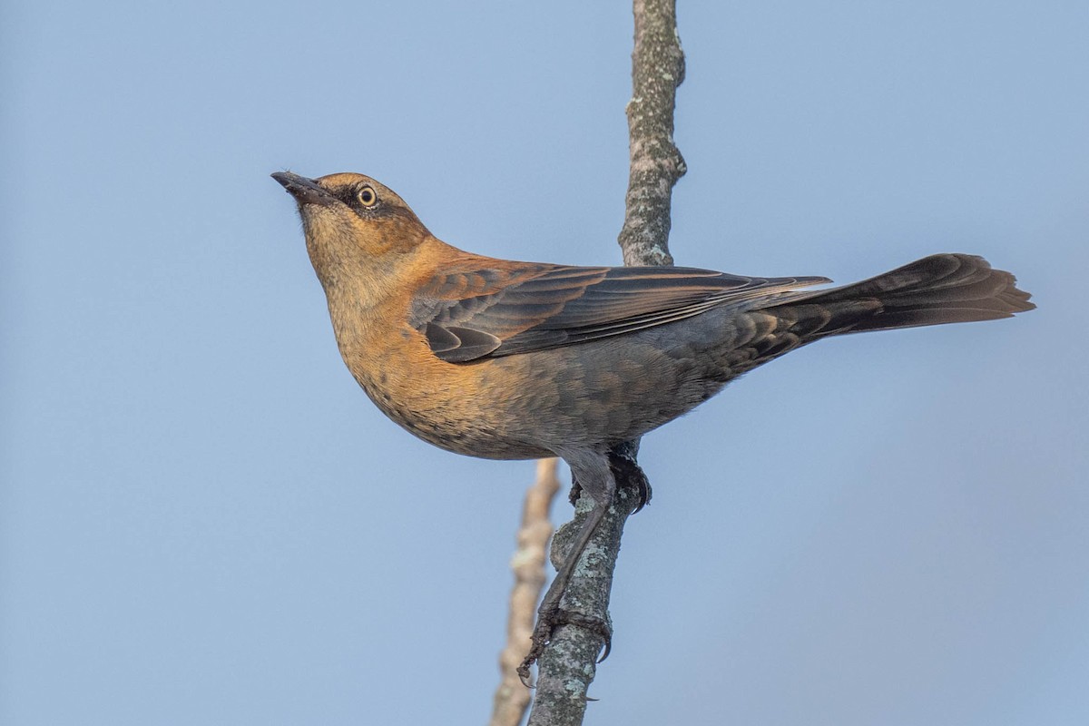 Rusty Blackbird - ML643040858