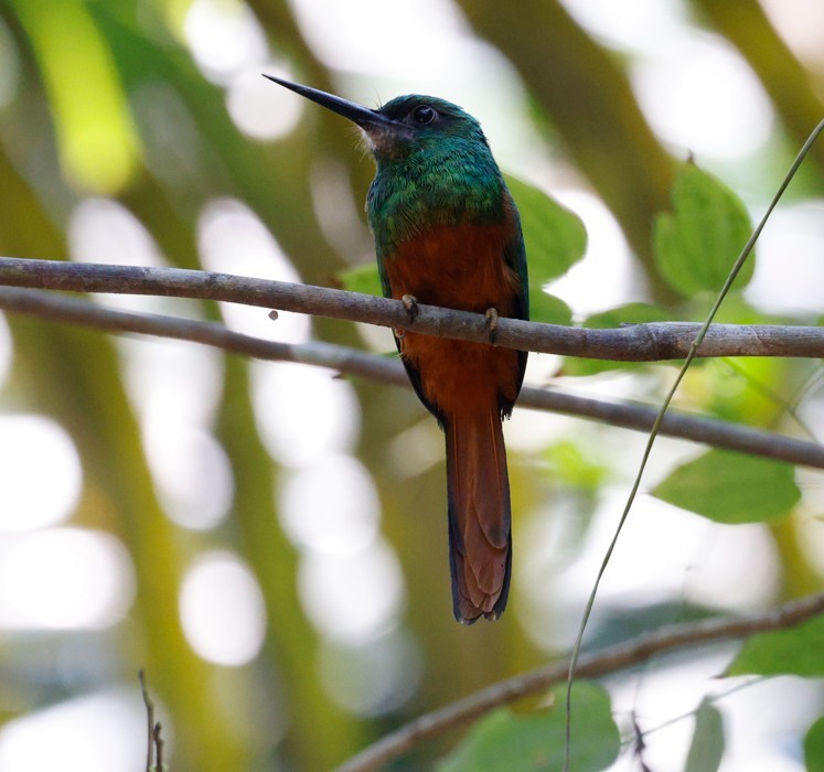 Bluish-fronted Jacamar - ML643040893