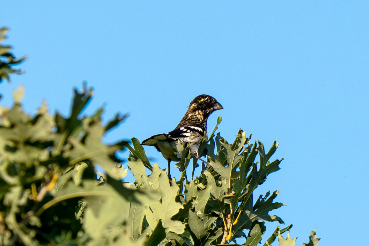 Rose-breasted Grosbeak - ML643040896