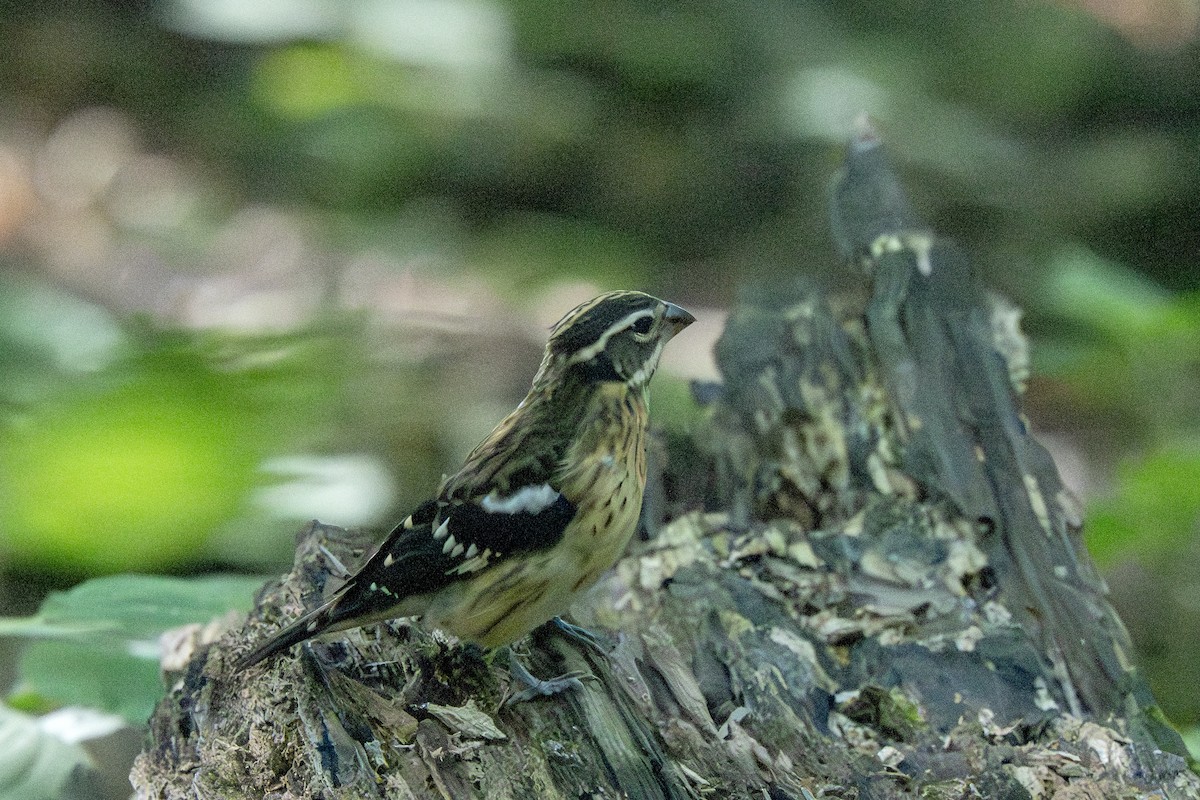 Rose-breasted Grosbeak - ML643040897