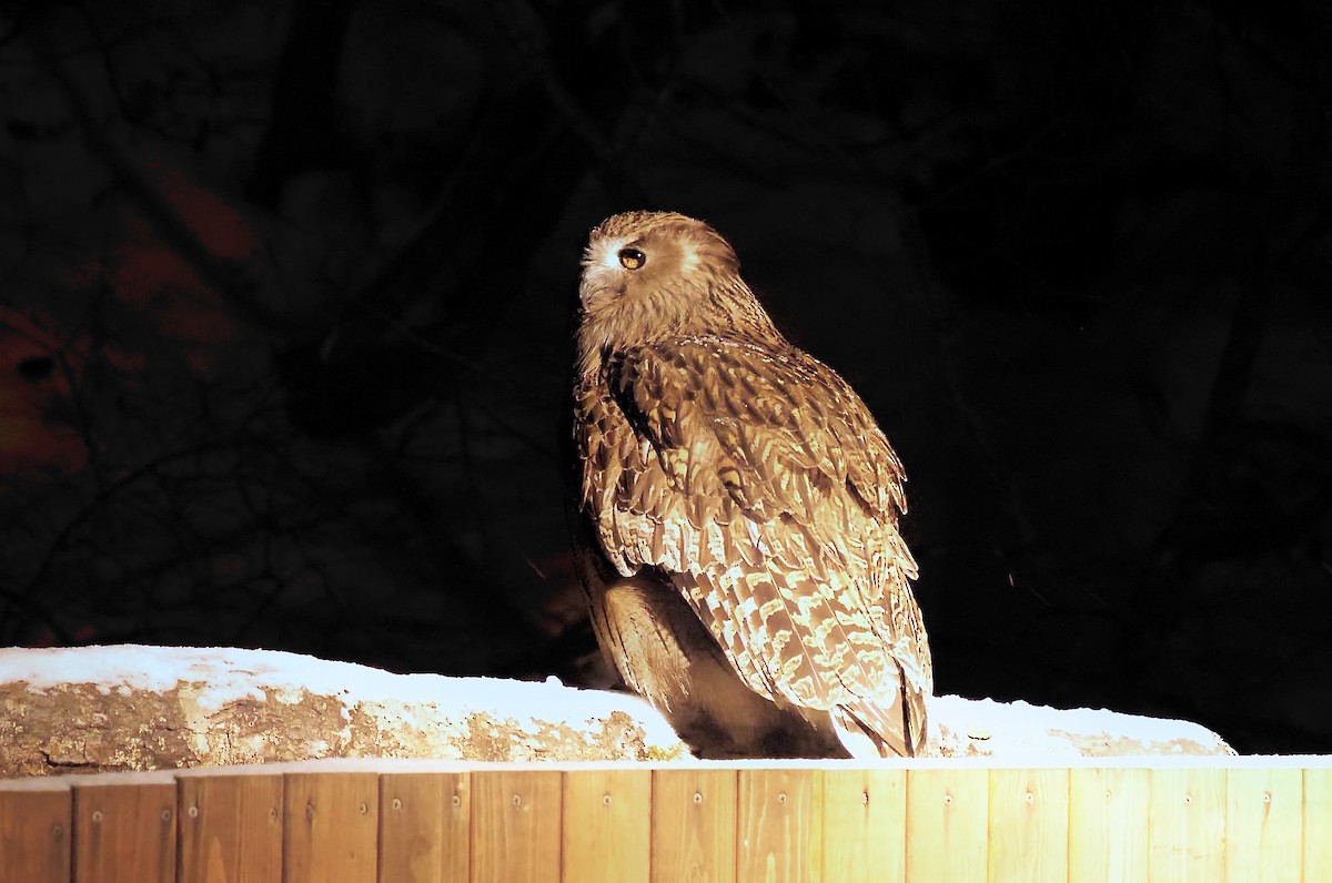Blakiston's Fish-Owl - ML643040900
