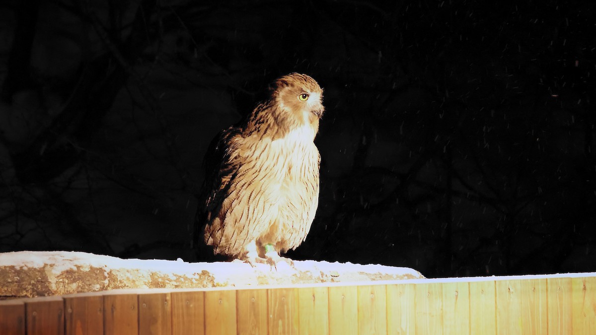 Blakiston's Fish-Owl - ML643040901