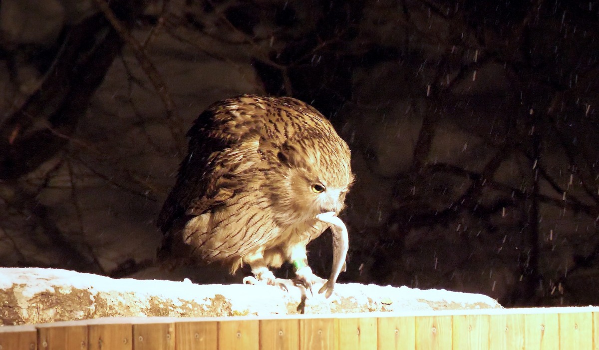 Blakiston's Fish-Owl - ML643040902