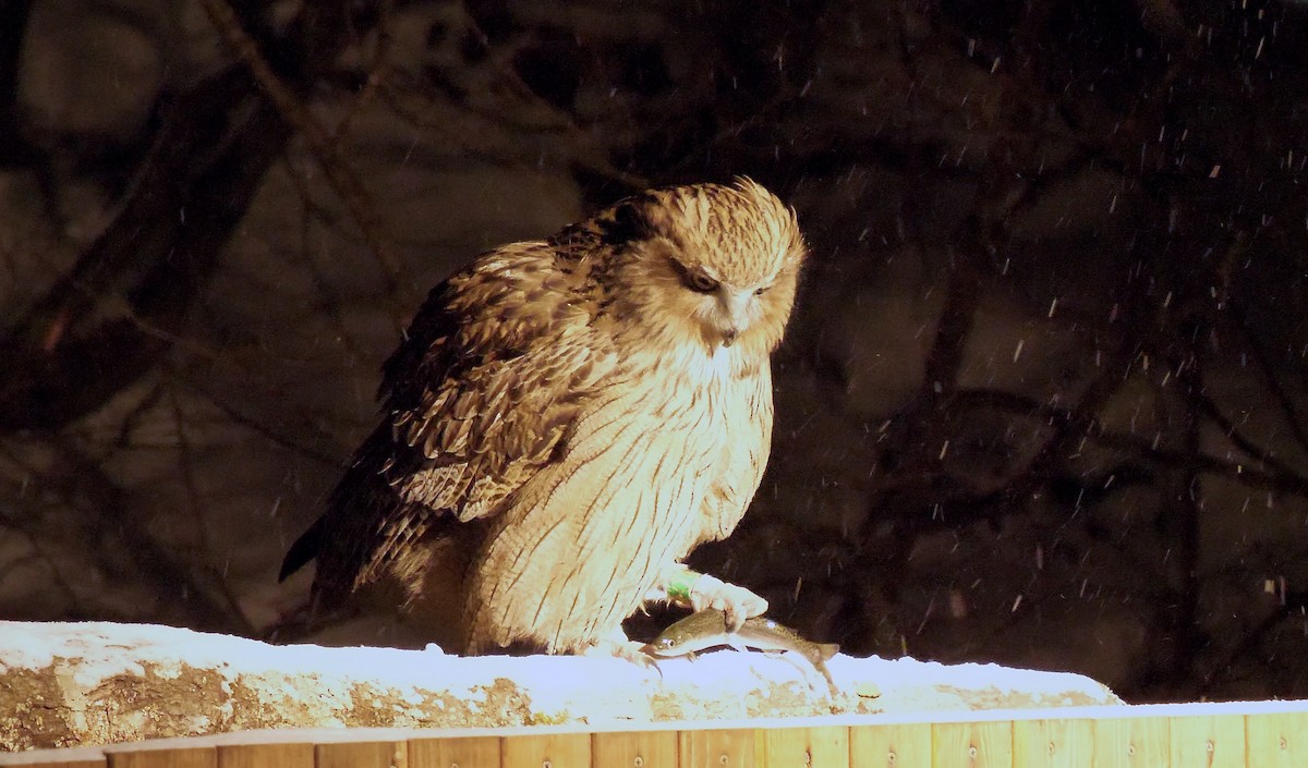 Blakiston's Fish-Owl - ML643040903