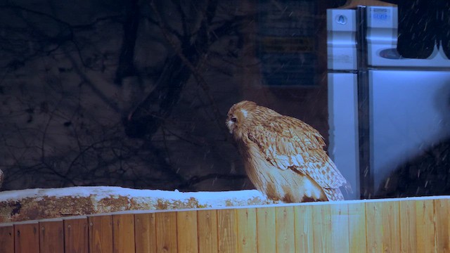 Blakiston's Fish-Owl - ML643040908