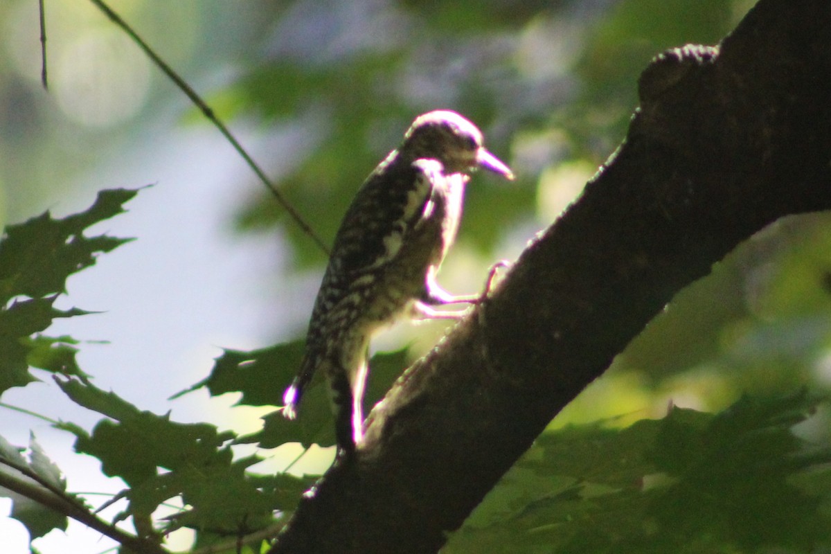 Yellow-bellied Sapsucker - ML643040938