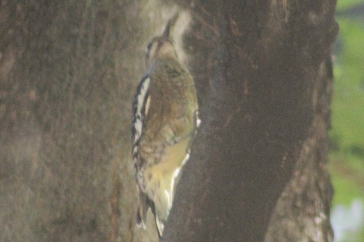 Yellow-bellied Sapsucker - ML643040939