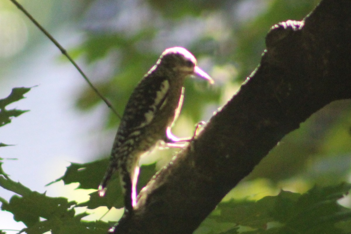 Yellow-bellied Sapsucker - ML643040940