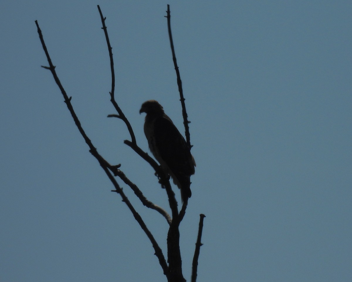 hawk sp. - ML643040942