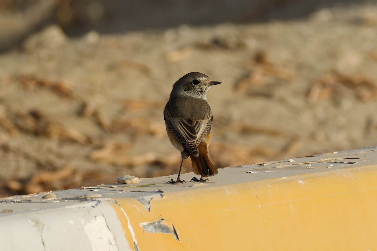 Common Redstart (Ehrenberg's) - ML643040958