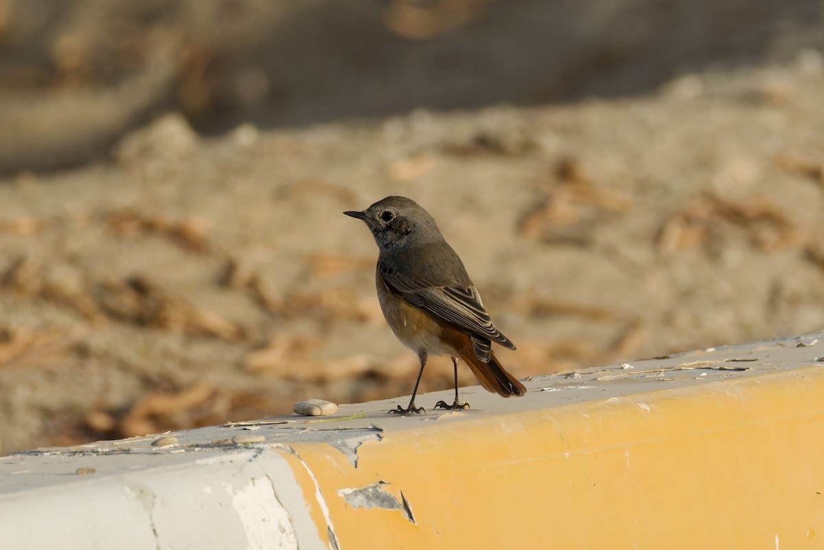 Common Redstart (Ehrenberg's) - ML643040960