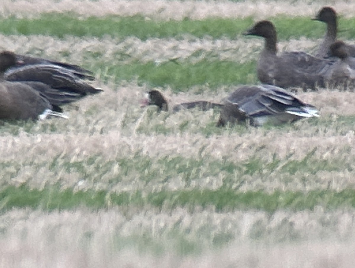 Lesser White-fronted Goose - ML643040968