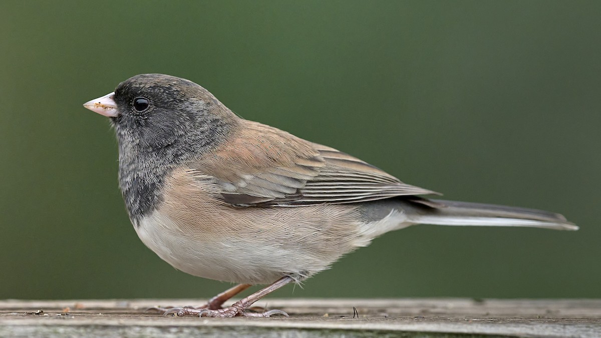 Dark-eyed Junco (Oregon) - ML643040971