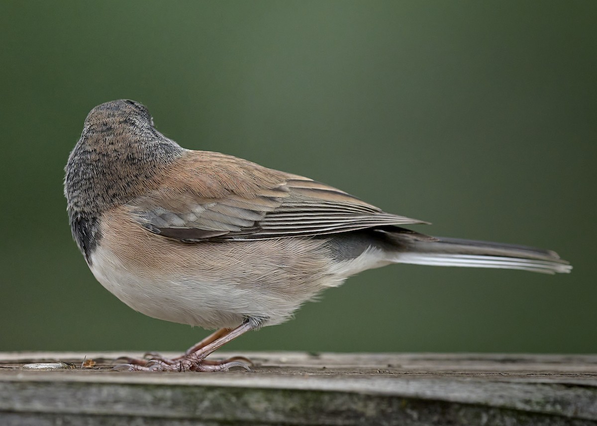 Dark-eyed Junco (Oregon) - ML643040972