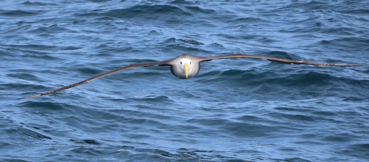 Waved Albatross - ML643040977