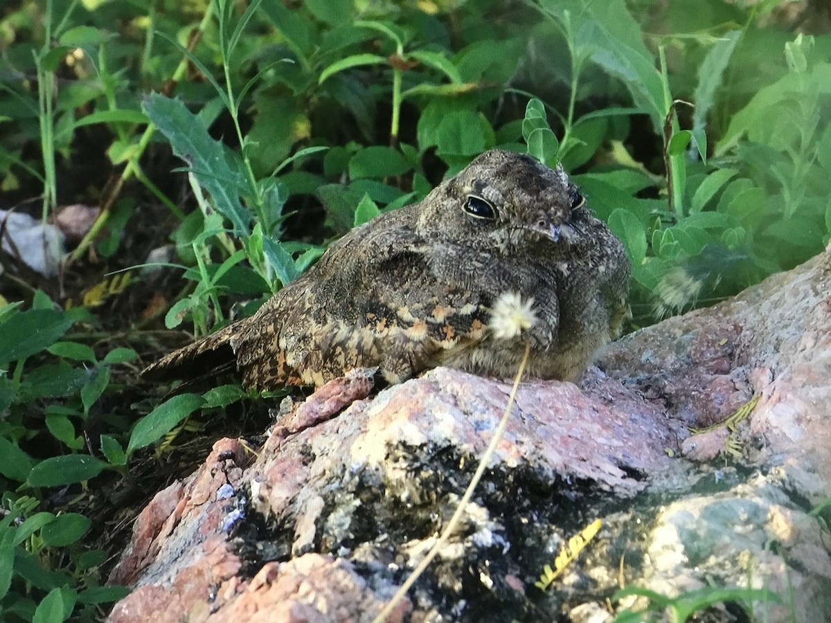 Savanna Nightjar - ML643040982