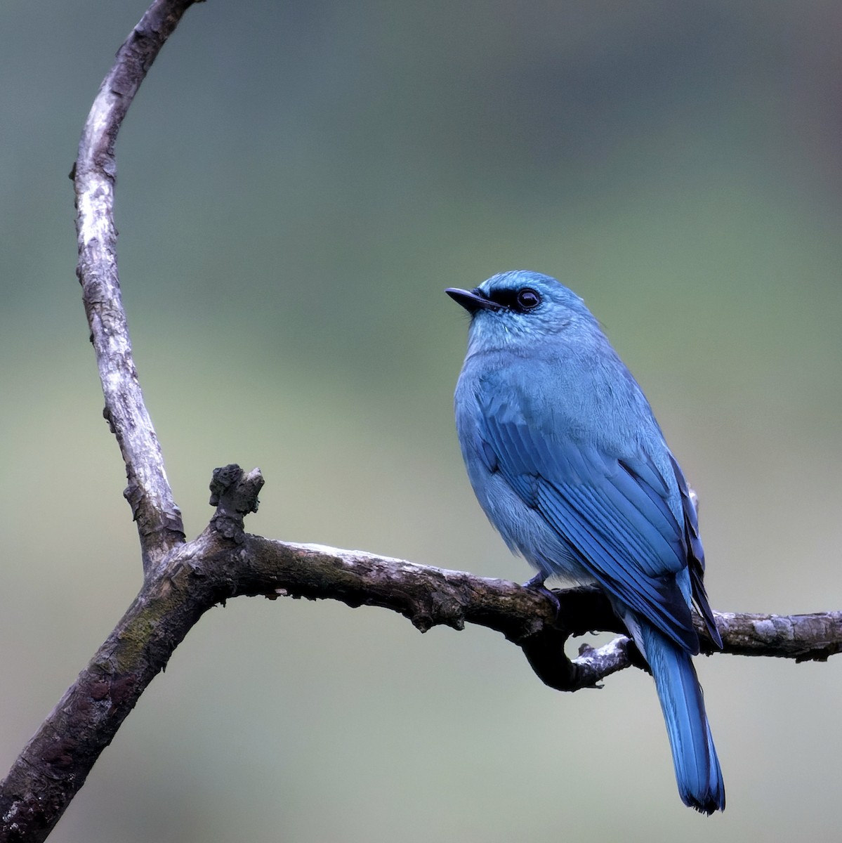 Verditer Flycatcher - ML643041006