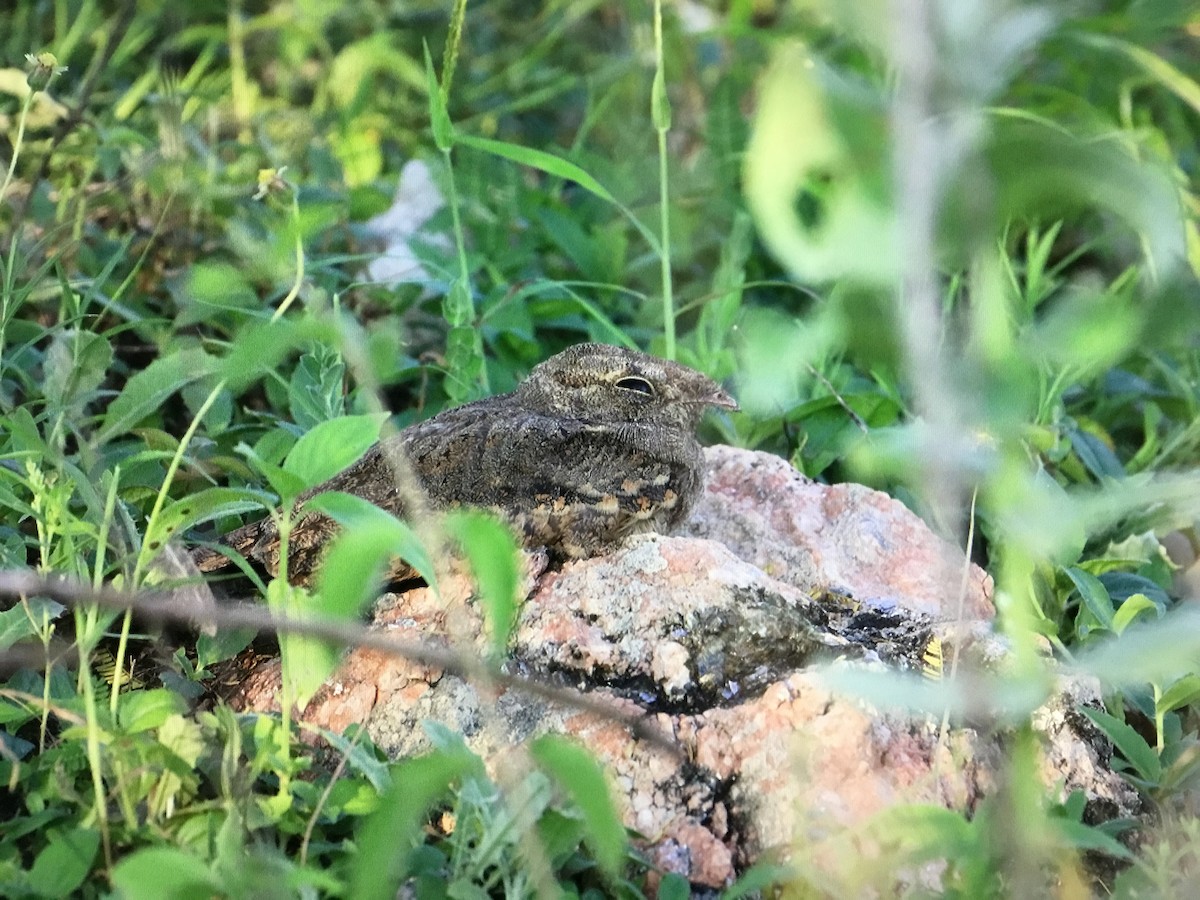 Savanna Nightjar - ML643041024