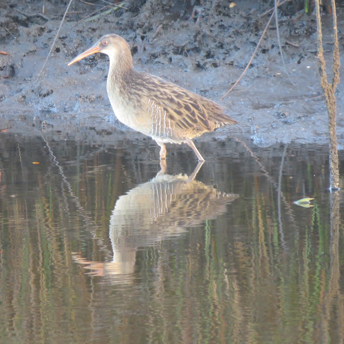 Clapper Rail - ML643041025