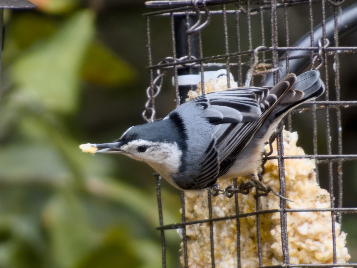White-breasted Nuthatch - ML643041089