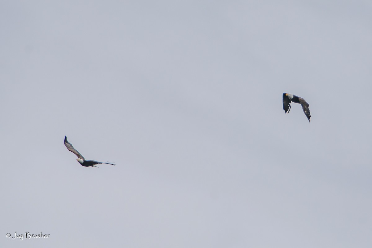 Bald Eagle - ML643041093