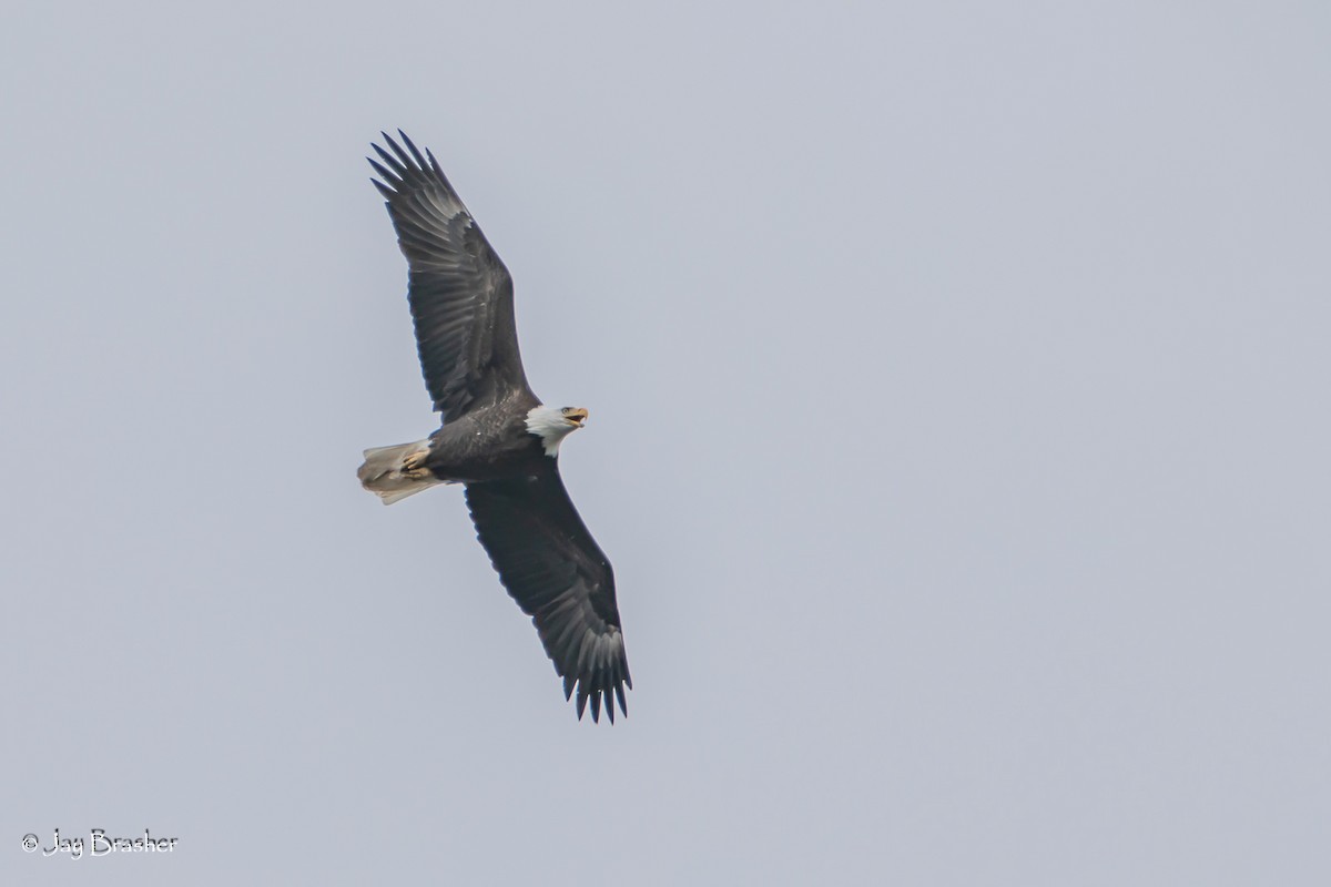 Bald Eagle - ML643041094