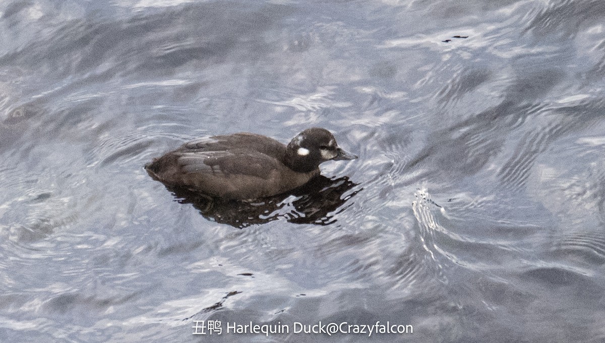 Harlequin Duck - ML643041133